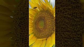 Sunflower / Подсолнух