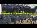 Dehqonlardan hisori egizchi va 1 bolali QO'YLAR optimiga sotiladi 20-may, 2026