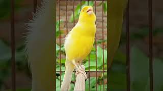 Beni Gülümseten Parlak Sarı Kuşlar Bu Kanarya Ötüşü İçinizi Isıtacak