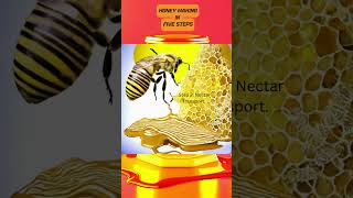 The Honey Bee Makes Honey In 5 Steps | تقوم نحلة العسل بصنع العسل في 5 خطوات