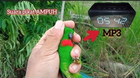 Mikat burung serindit menggunakan mp3 tidak lama langsung dapat #csonechannel