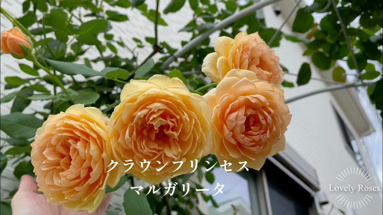 Vol 81ラブリーローズ ご褒美の薔薇が咲いた ｸﾗｳﾝﾌﾟﾘﾝｾｽﾏﾙｶﾞﾘｰﾀ Youtube