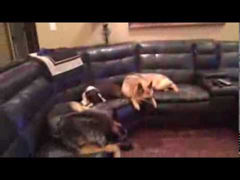 Double Threat! Human and Dog Aggression - The Calm K9 Dog Training ...