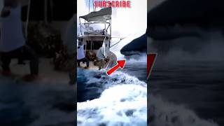 What Happened Was The Ship Was Swayed By A Huge Shark