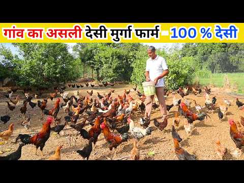 500 देसी मुर्गी से कितनी कमाई  II  Desi Murga Farm II Poultry Farm Business II Poultry