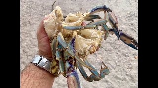 Crab Trapping and living off what I forage from the beach that had the Great White Shark.