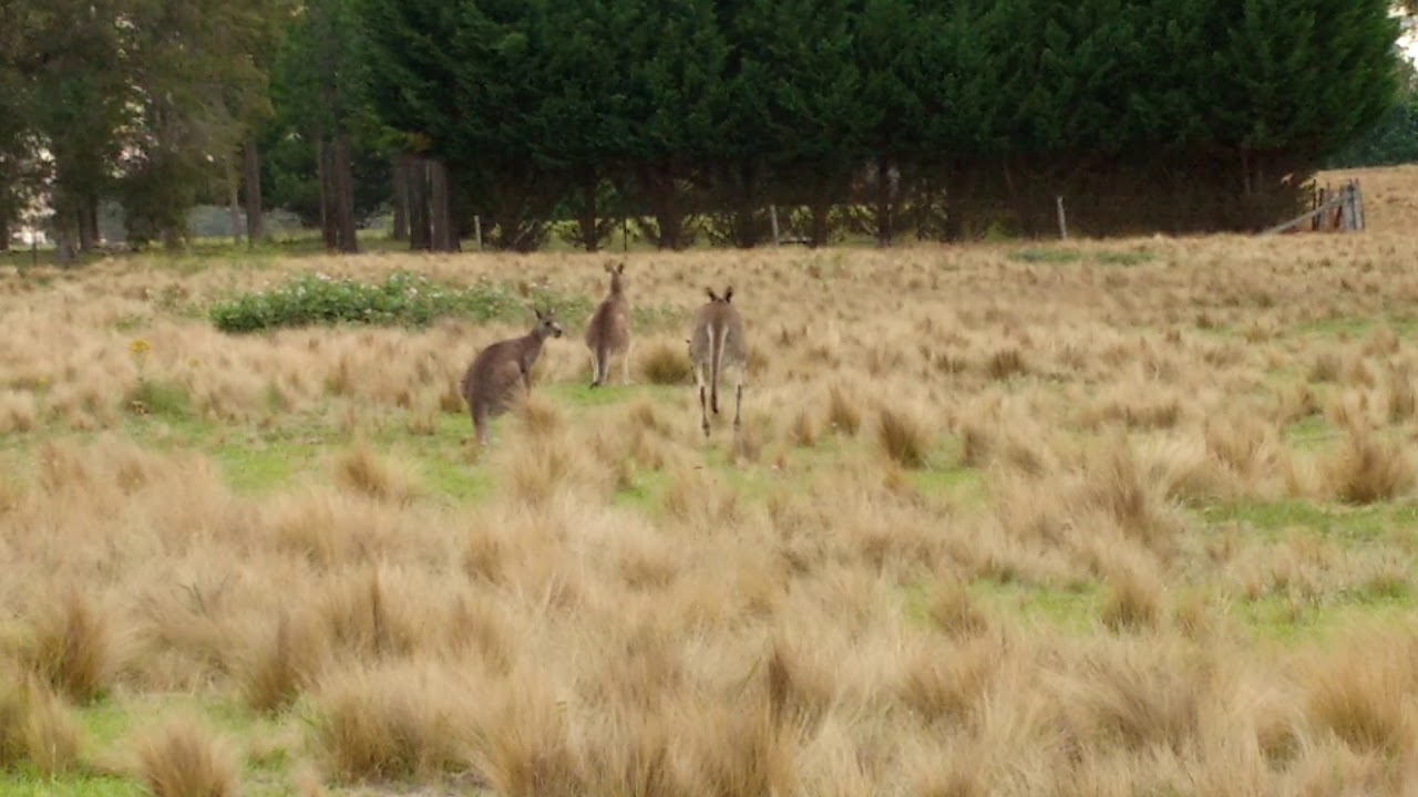 Kangaroo hopping (in the wild in Australia) YouTube
