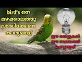 മഴക്കാലത്തു  birds  വളർത്തുമ്പോൾ ശ്രദ്ധിക്കേണ്ട കാര്യങ്ങളും പരിഹാരങ്ങളും  #birds #raintime #lovebird