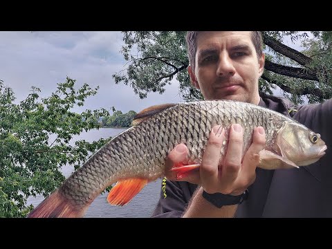 Видео: Жара и тропические ливни на Оке. Трофейный Голавль и копченый Судак. Рыбалка на Оке в Августе 2023