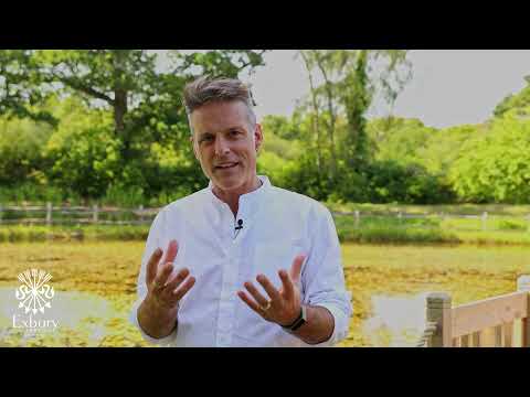 How To Attract Damselflies And Dragonflies