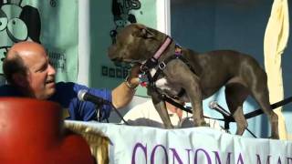 Official 2011 World's Ugliest Dog® Contest