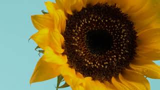 sunflower close up 4k