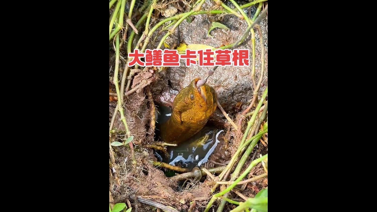 Fishing eels outdoors. What to do if a big eel is stuck in the grass roots? Eel fishing tips are ev