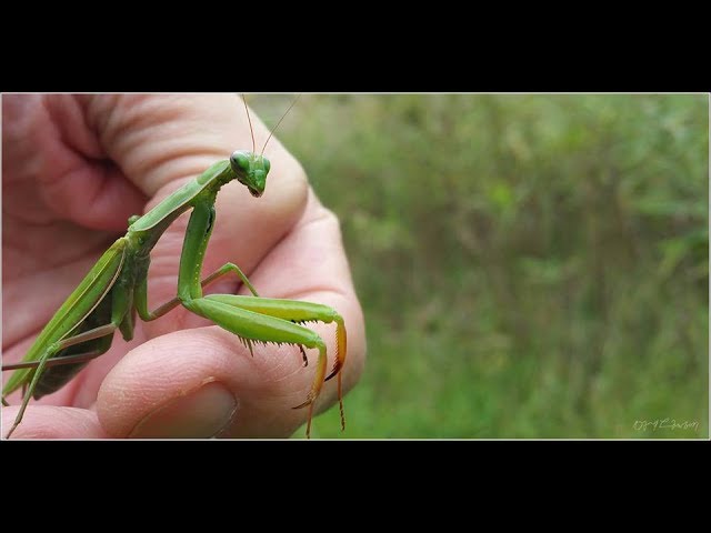 Jinsiy aloqa haqida oquv videolar Ilovlya porno videosini onlayn tomosha qiling