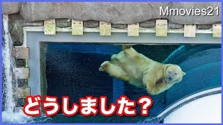 いつもと違う景色に興味津々のリラ Polar Bear Dive