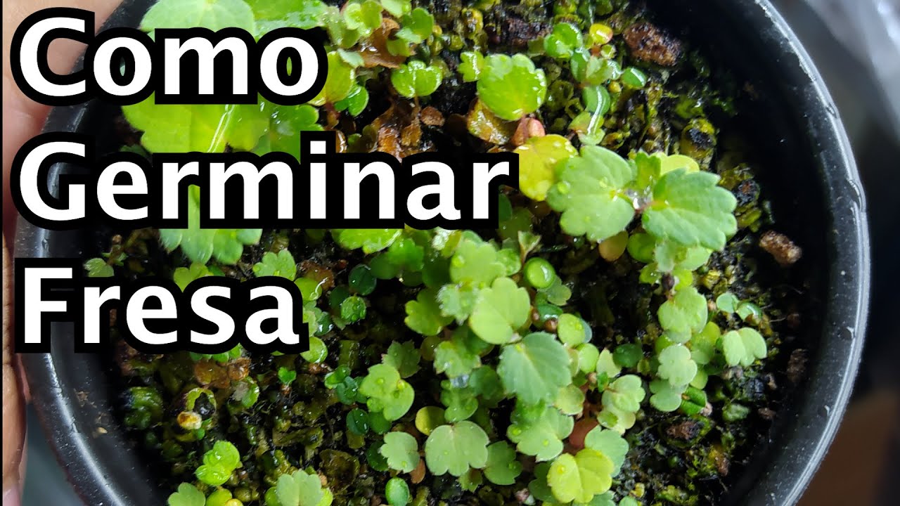 Como germinar semillas de Fresa facilmente! || cultivo fresa || fresa
