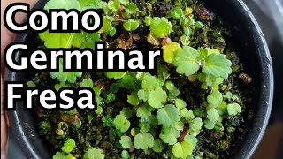 Como germinar semillas de Fresa facilmente! || cultivo fresa || fresa en 1 mes || Bananafabric