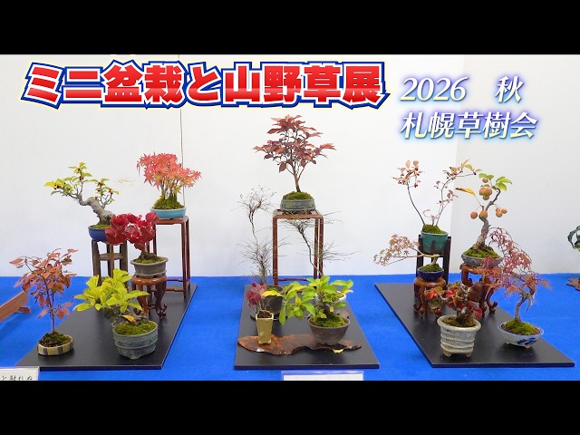 2026 秋のミニ盆栽と山野草展 by 札幌草樹会 豊平公園緑のセンター