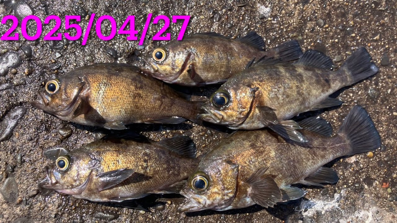 2025年4月 木更津 沖堤防 メバル🐟
