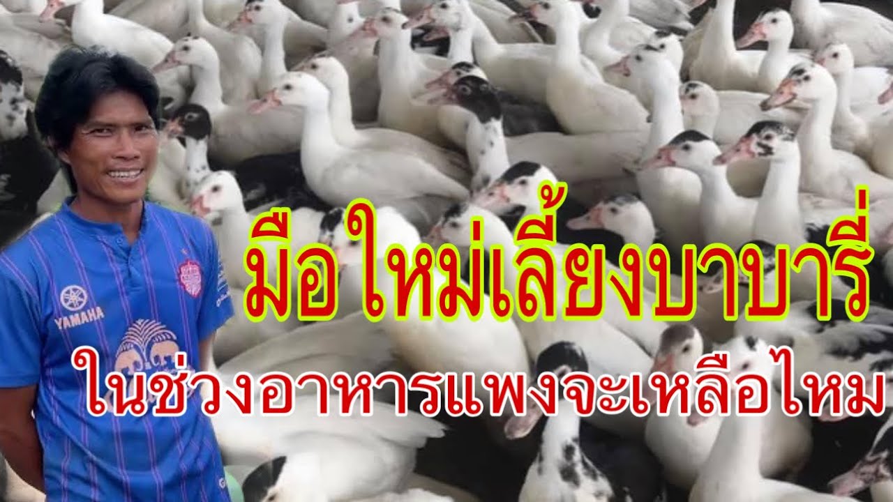 เป็ดบาบารี่เลี้ยงแล้วมีกำไรไหมมาฟังลูกฟาร์มขุขันดู