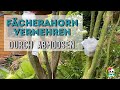AHORN VERMEHREN durch ABMOOSEN - FÄCHERAHORN ABMOOSEN - Bonsai selber machen