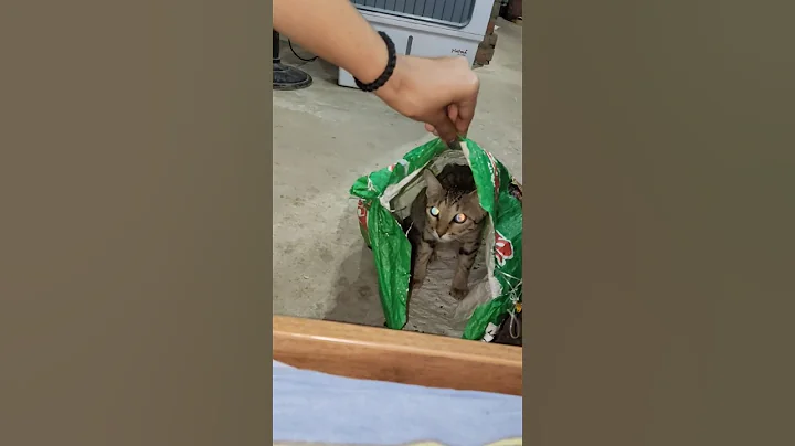 Video 9362391: catlover catlife funnycatvideos, catlover catlife cutecat, cats cutecats catlife, lovers cats catlover, funny cat