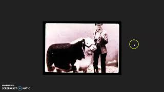 Livestock Judging basics #1