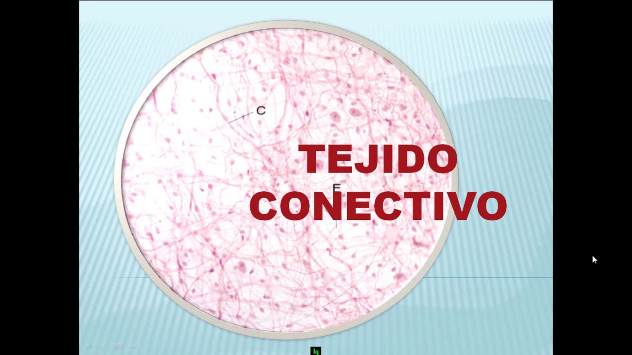 EL TEJIDO CONECTIVO