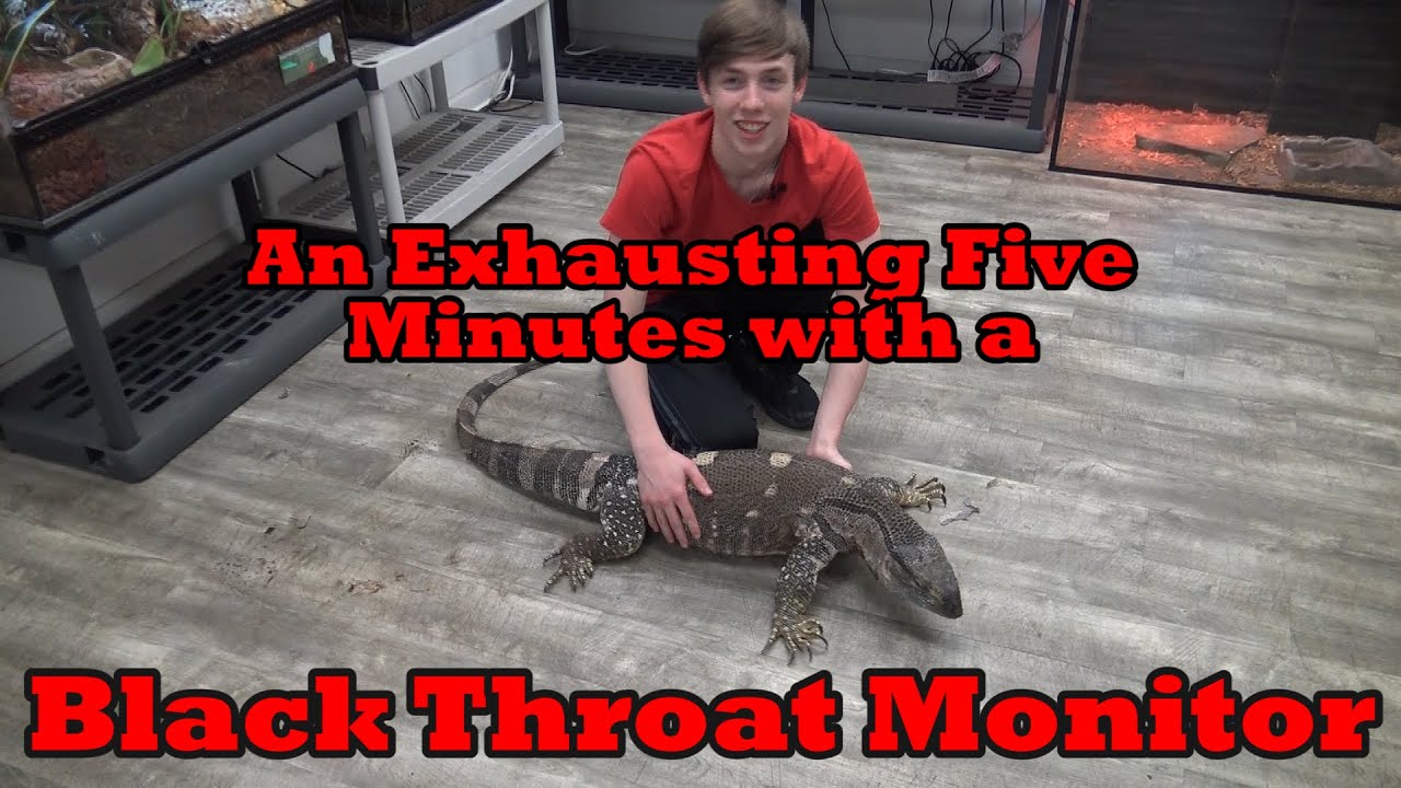 An Exhausting Five Minutes With A Black Throat Monitor Youtube 