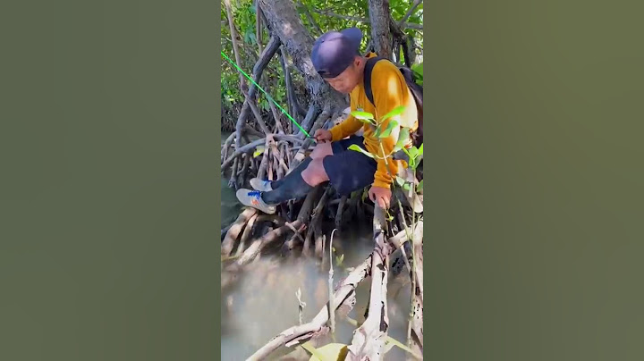 Mancing ikan dibakau-bakau,ikannya banyak🤤 #46    #KOOKIKO