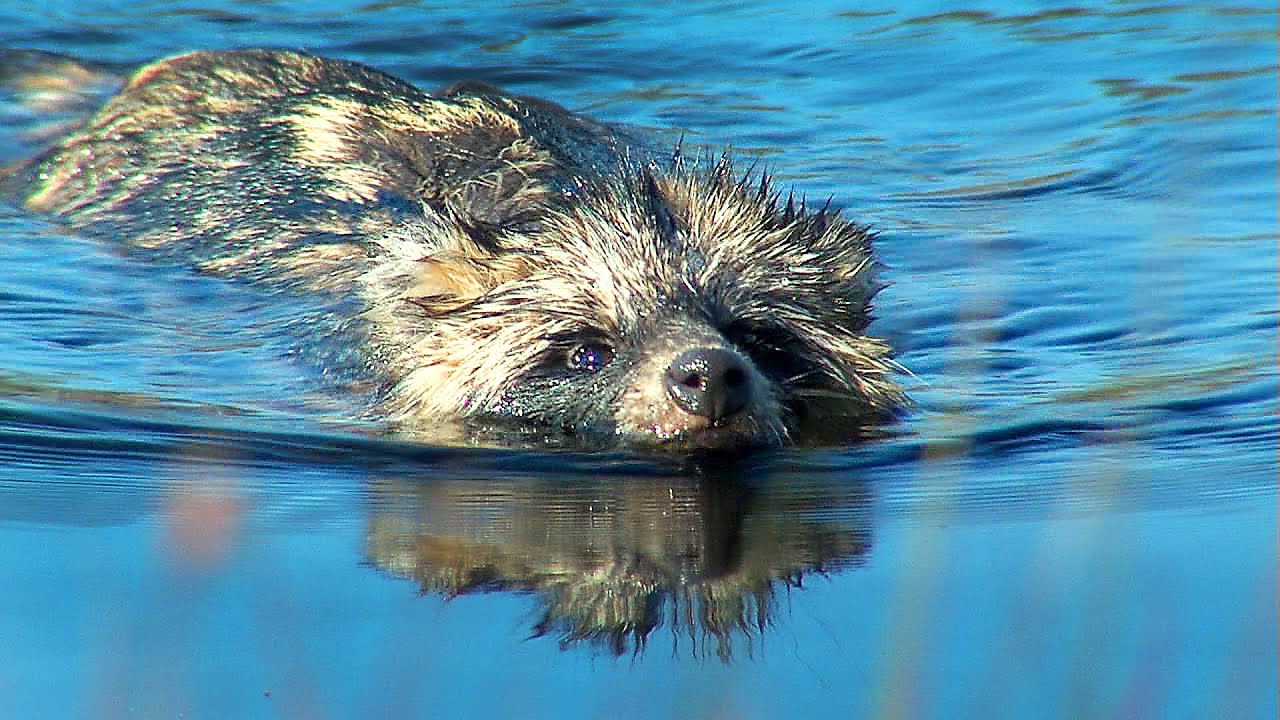 Собака енотовидная на воде. Swimming Raccoon dog. YouTube