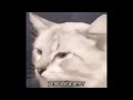 El Muchacho de los Ojos Tristes (Sad Cat Song) but I play punk guitar over it