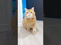 How to Stop the Runaway Robot Vacuum!?