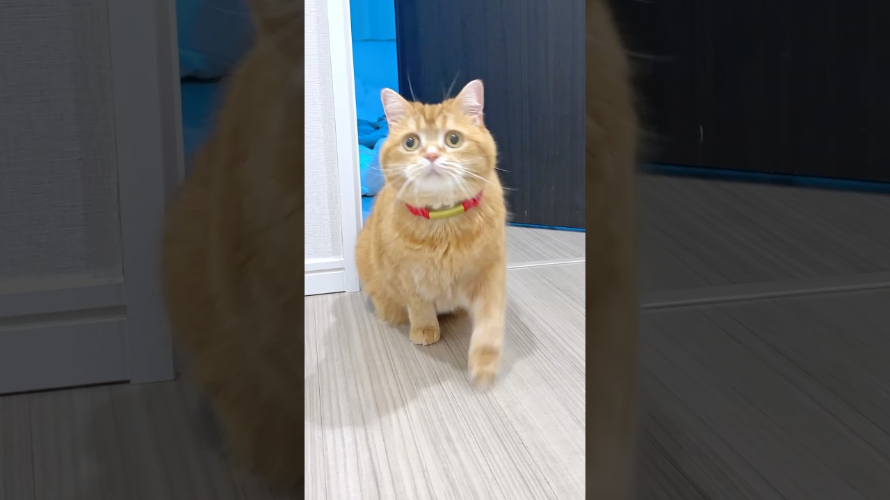 How to Stop the Runaway Robot Vacuum!?