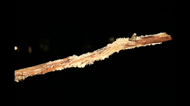 Hair Ice 2021 Time Lapse