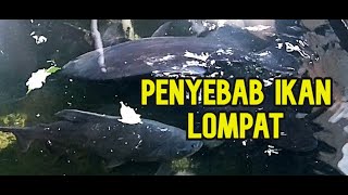 Tiga Penyebab Ikan Lompat keluar Akuarium atau Kolam