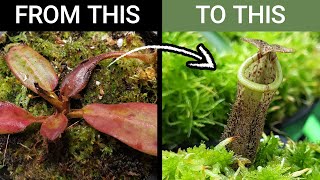 My trick to save dying picky Nepenthes - Last attempt before garbage