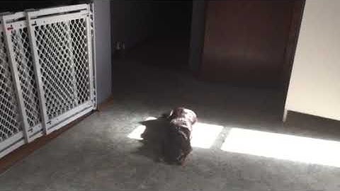 Capturing calmness all force free