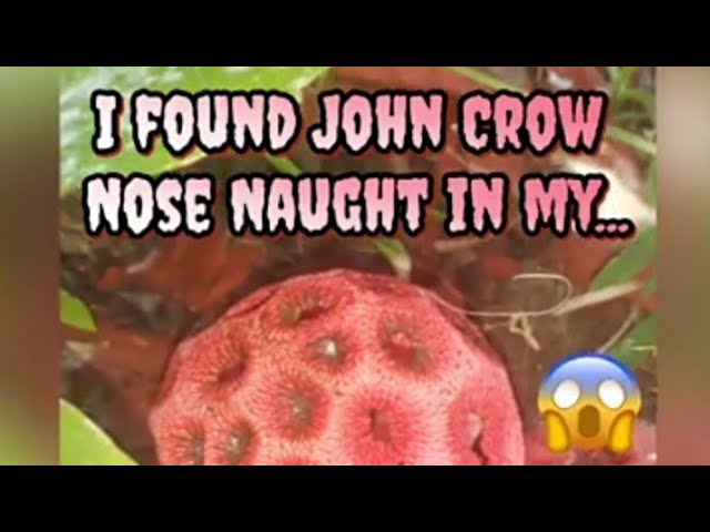 I found John Crow Nose 👃Naught in my...
