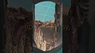 Download Lagu Giant Split Nut Connection #engineering #comedy #educational #highvoltage #electrical #chrisboden MP3