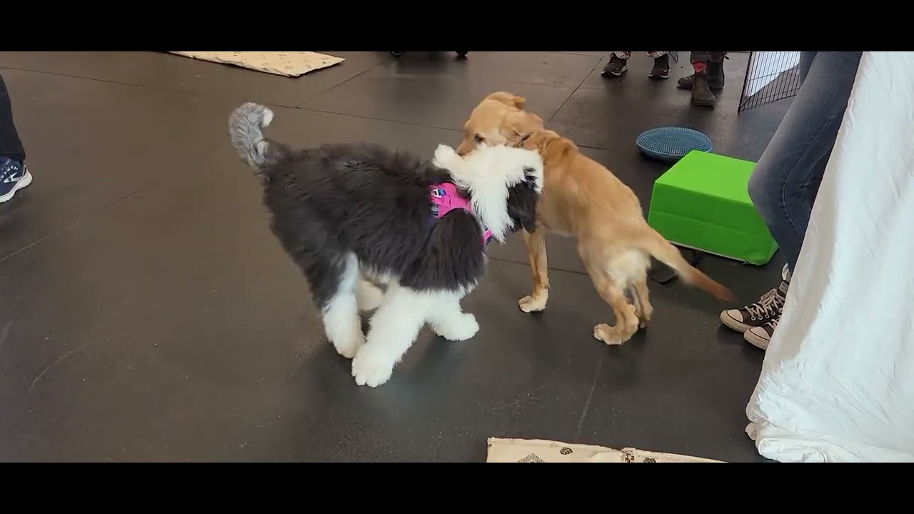 Puppy Playtime