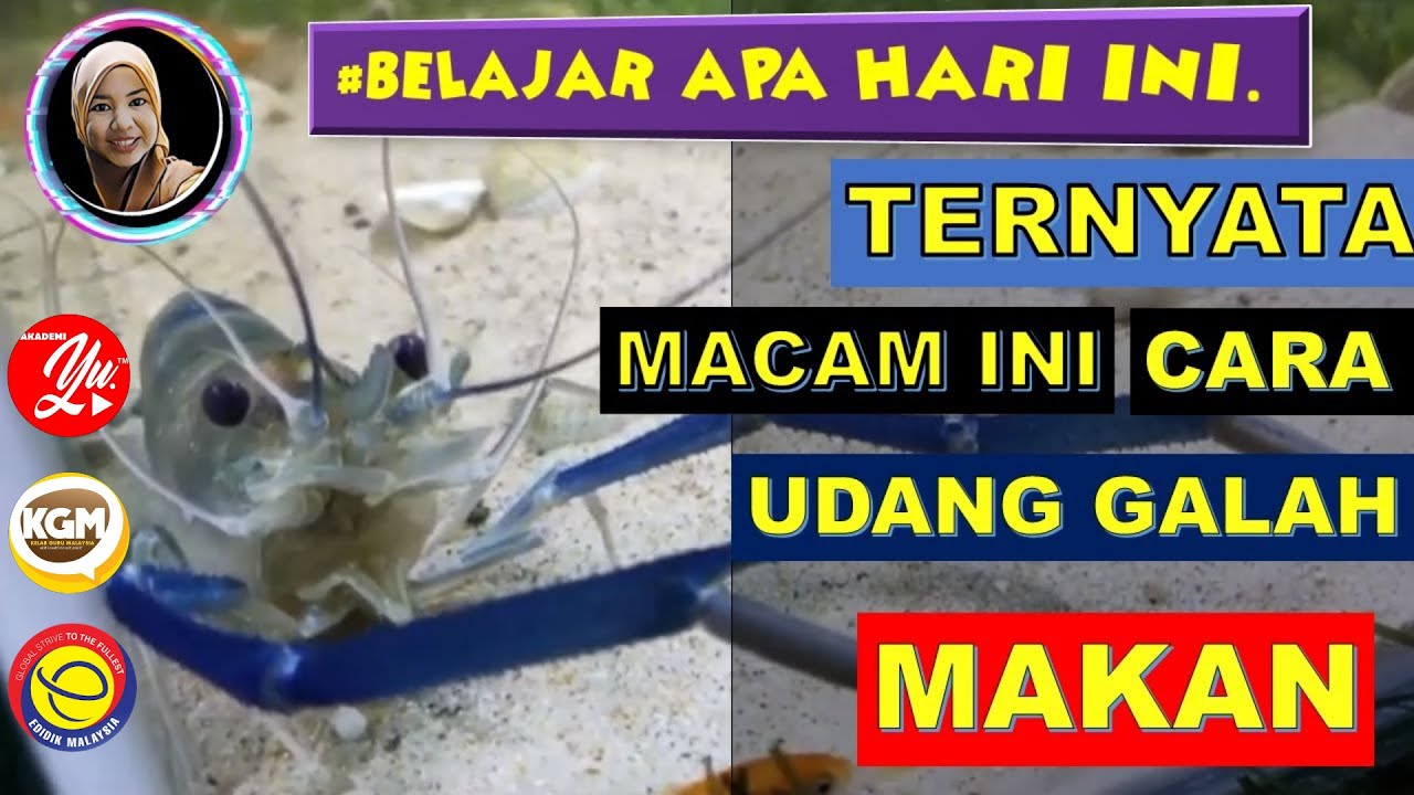 Live Oh Begini Cara Udang Galah Sepit Biru Makan Secara Dekat How A Lobster Catches And Eats Youtube