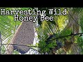 Harvesting wild honey bee agri and adventures