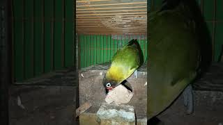 ngelirik dari luar #video #lovebirds #macet #ngintip #shorts