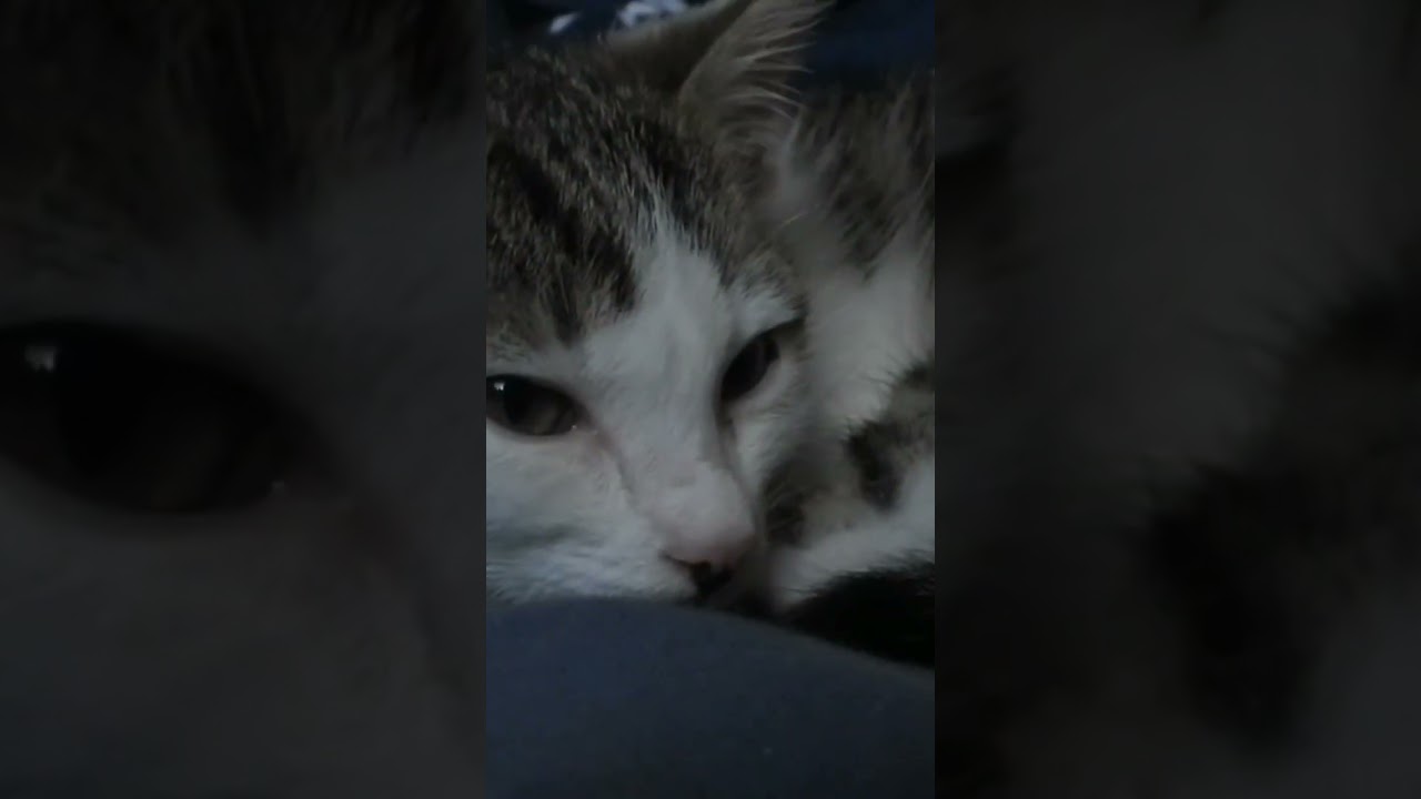 cat fauny# short  video