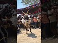 வேலம்பட்டு பிளாக்கி 🥵💥🔱💯#erthukattu #jallikattu #bull #like #comment #subscribe #followme #newreel
