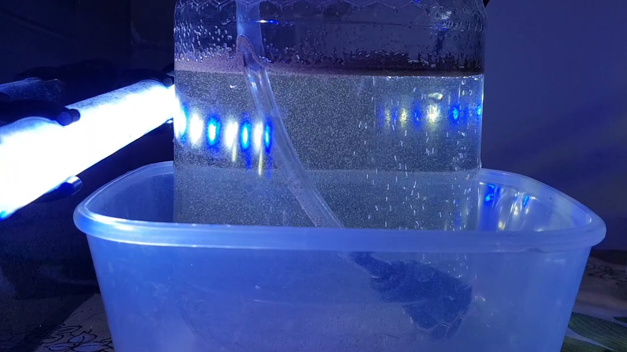 Uova naupli artemia salina vivi cibo avannotti schiuditoio