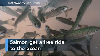 Capilano Salmon Smolt Catch and Release