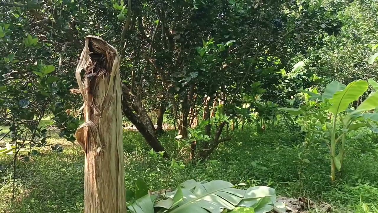 Cuộc sống ở vườn, tâm sự chuyện chuối, bưởi, làm vườn thuận tự nhiên.