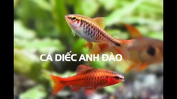 Cá Diếc Anh Đào / kỹ thuật nuôi / phân biệt cá Diếc Anh Đào đực cái